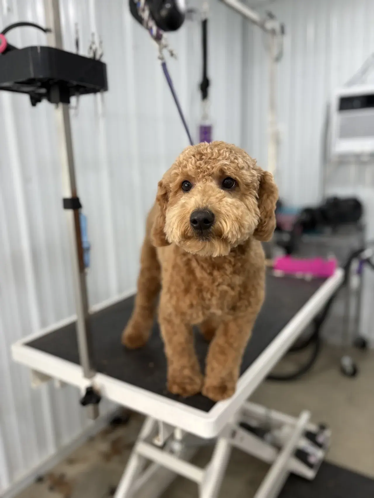 Dog Grooming - Professional dog care service at Come Sit & Stay