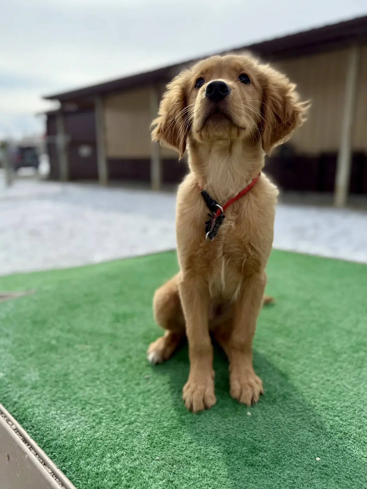 A close-up photo of a happy dog, similar to daily updates sent to parents