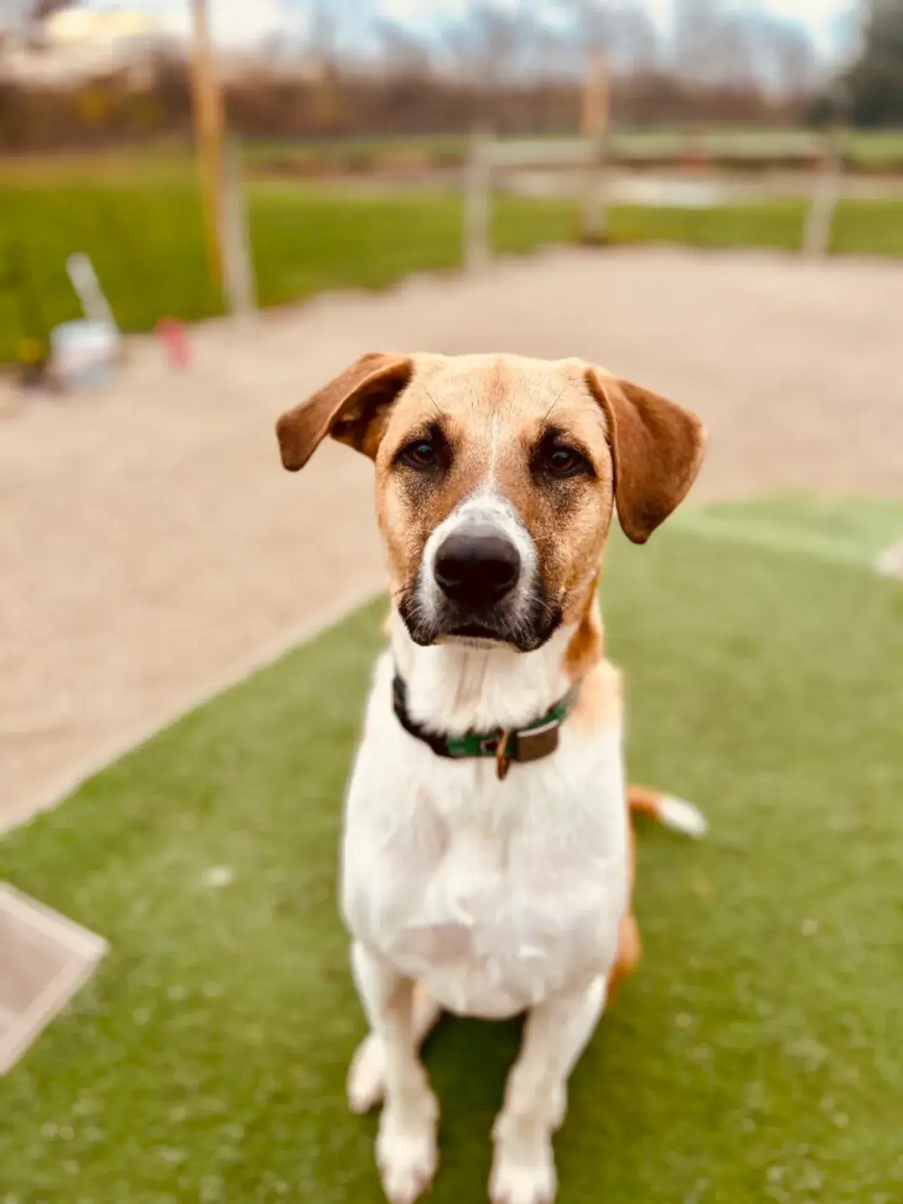 A dog getting gentle care during a grooming session