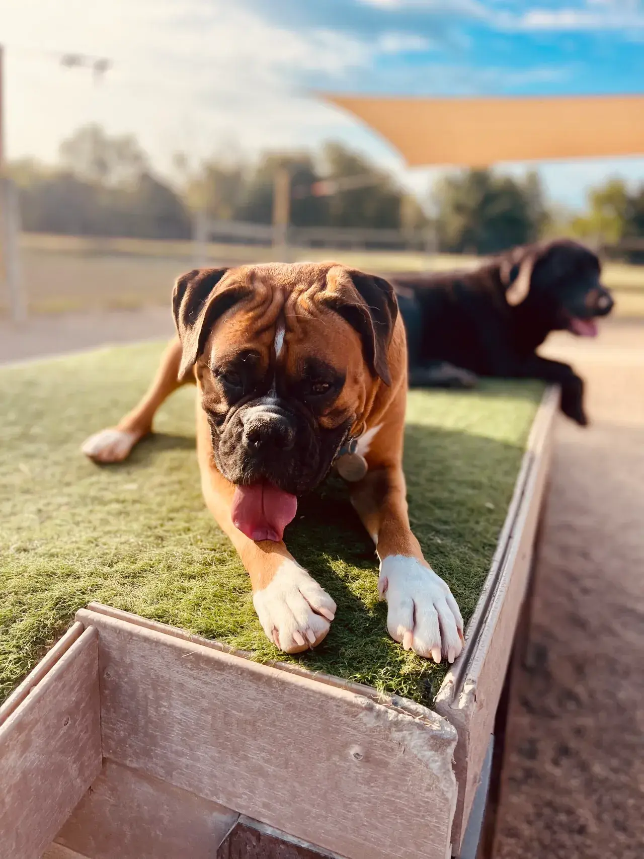 A small, happy dog smiling for the camera during daycare