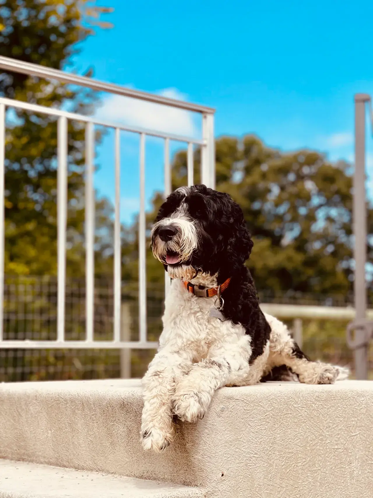 A professional trainer working with a dog on basic commands