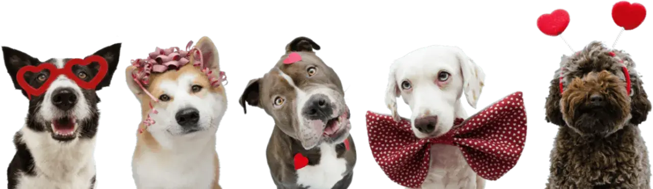 A dog enjoying supervised outdoor play time