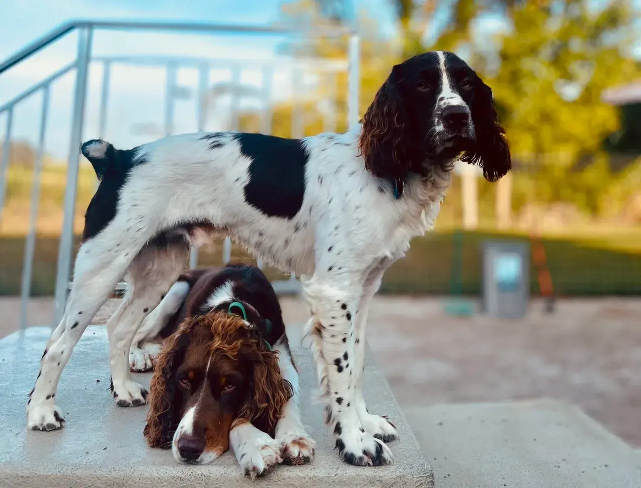 A close-up of a happy dog with a beautiful clean coat