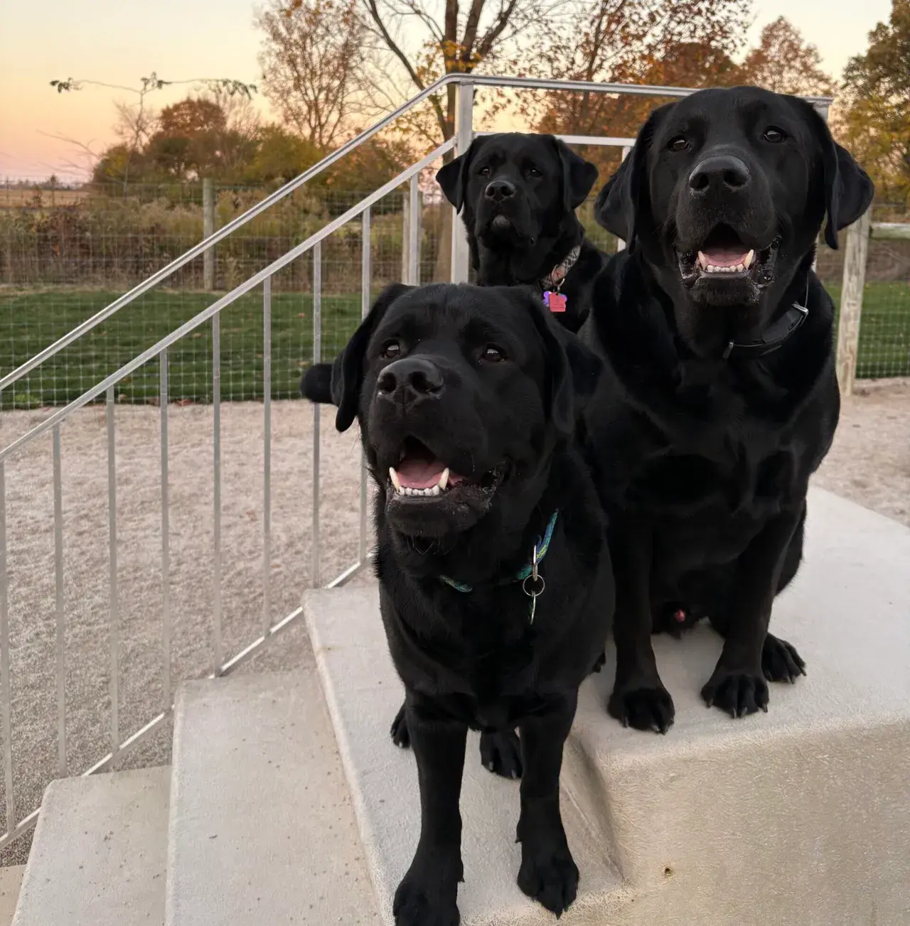 A group of dogs playing together in the daycare area