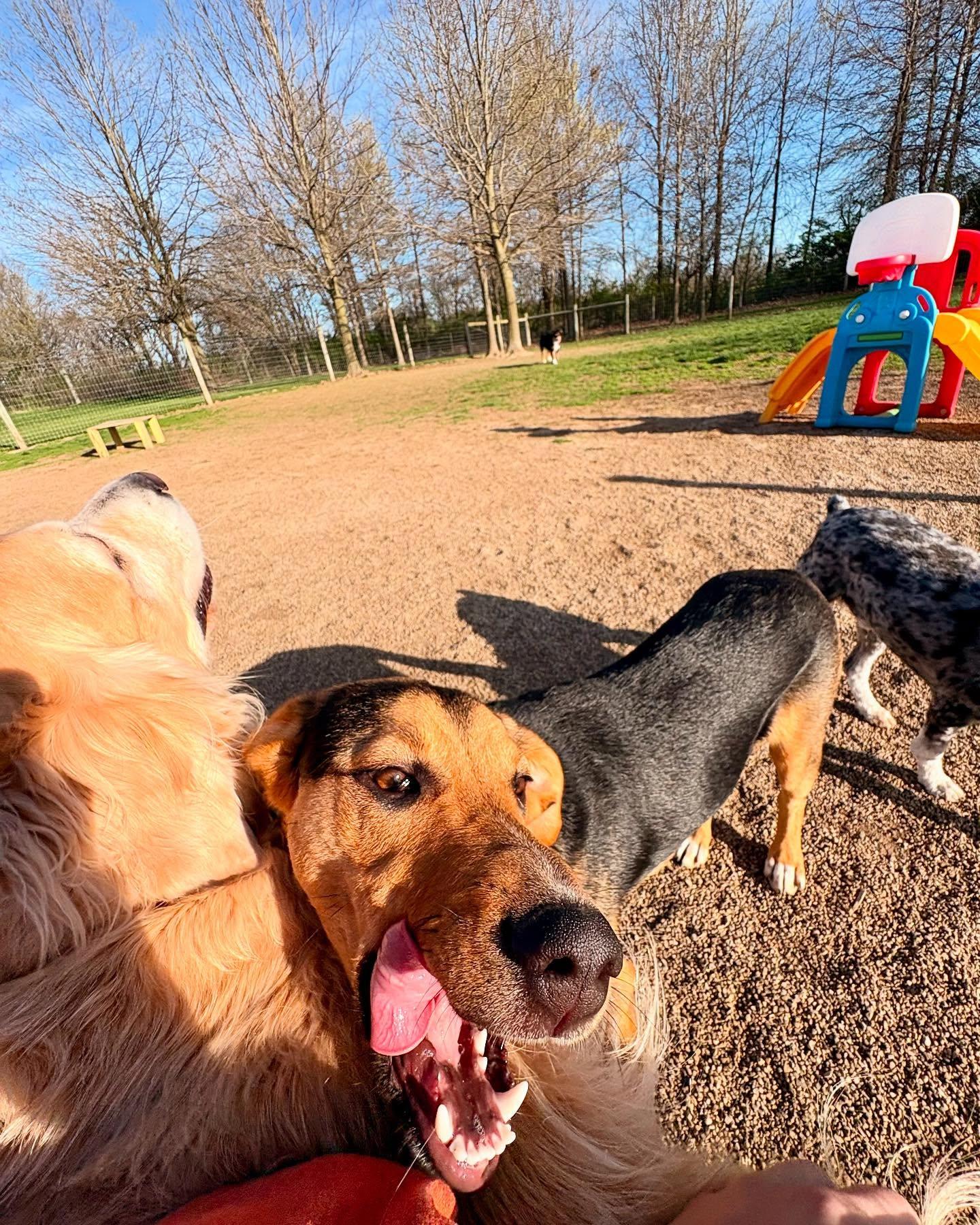 Happy dogs playing in the outdoor yard at Come Sit & Stay