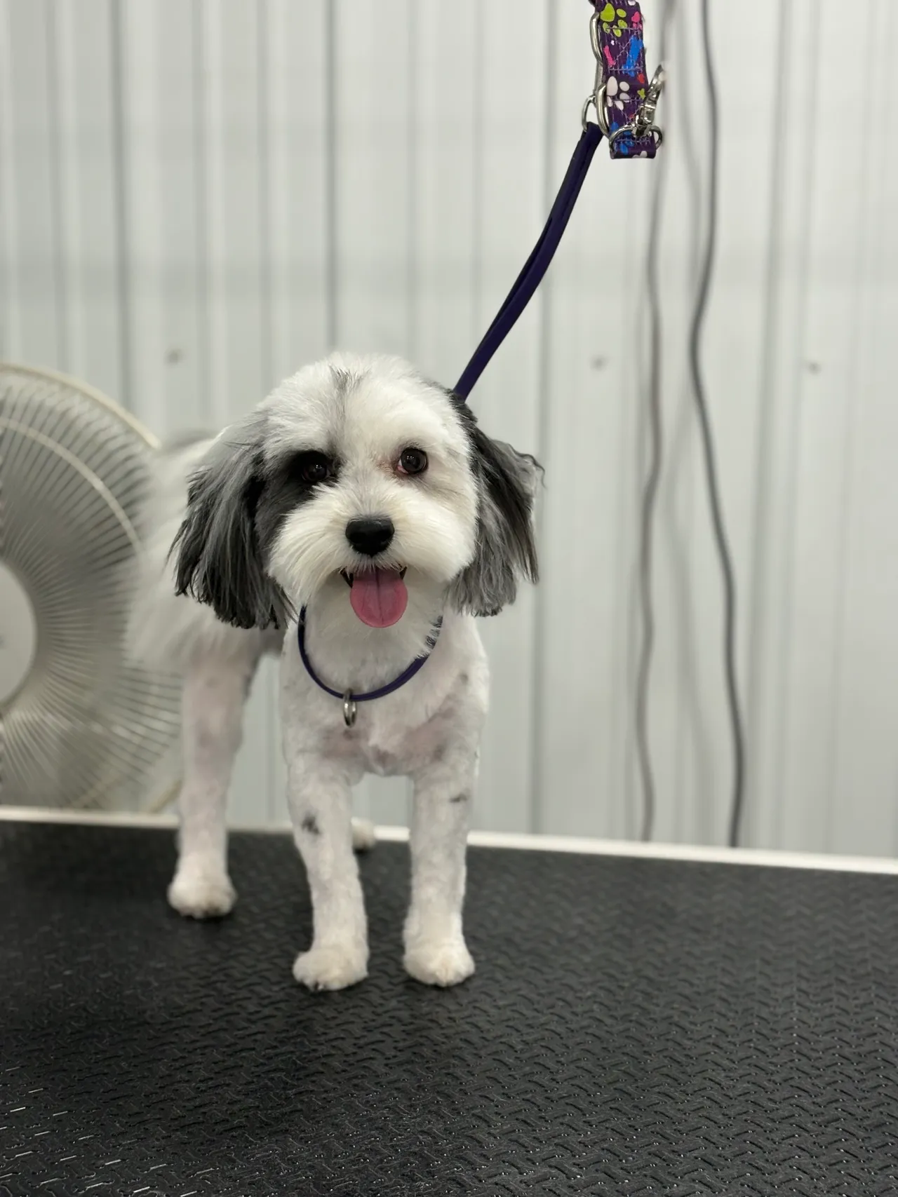 Dog Grooming - Professional dog care service at Come Sit & Stay