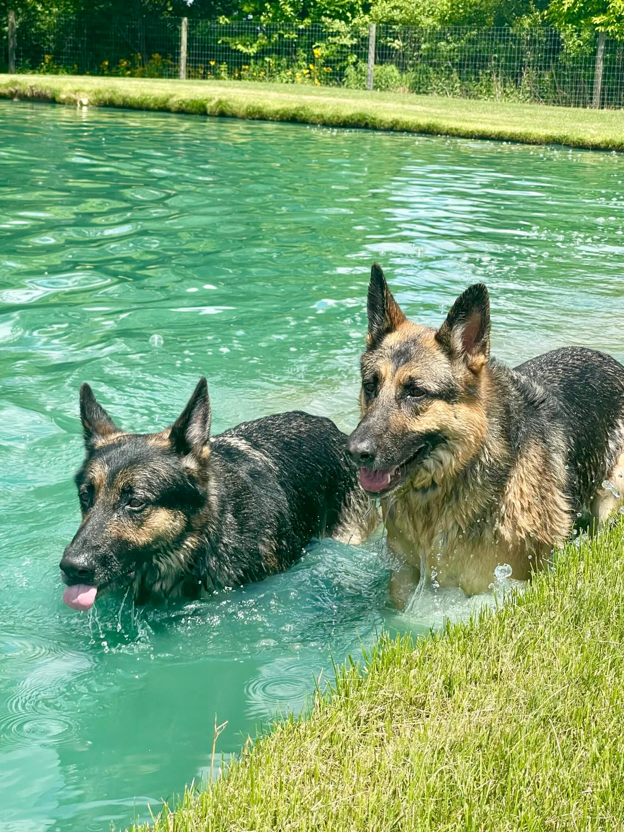 Dog Daycare - Professional dog care service at Come Sit & Stay